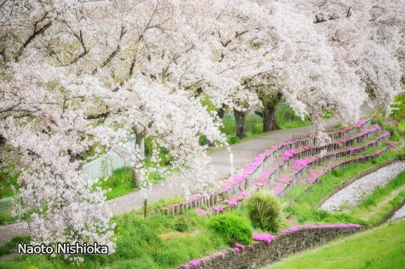 春のさんぽ道