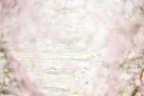 桜霞